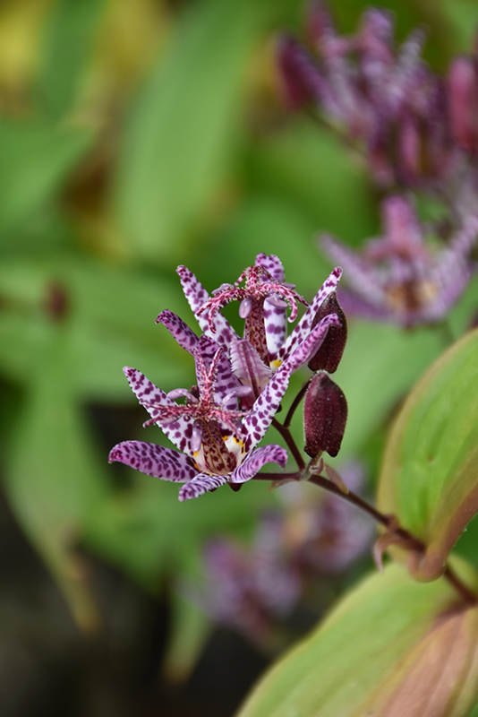 Toad Lily (Tricyrtis formosana) at Oakland Nurseries Inc