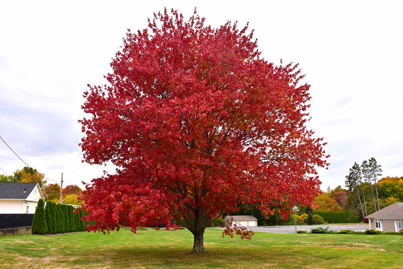 Red Maple (Acer rubrum) at Oakland Nurseries Inc