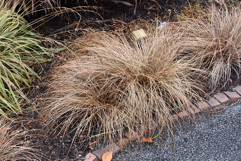 Bronze Hair Sedge (Carex comans 'Bronze') at Oakland Nurseries Inc