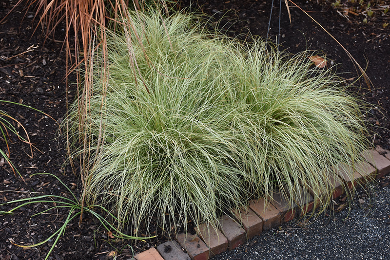 New Zealand Hair Sedge (Carex comans 'Frosted Curls') at Oakland Nurseries Inc