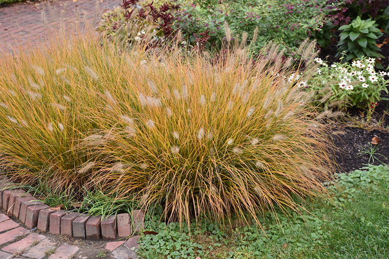 Hameln Dwarf Fountain Grass (Pennisetum alopecuroides 'Hameln') at Oakland Nurseries Inc