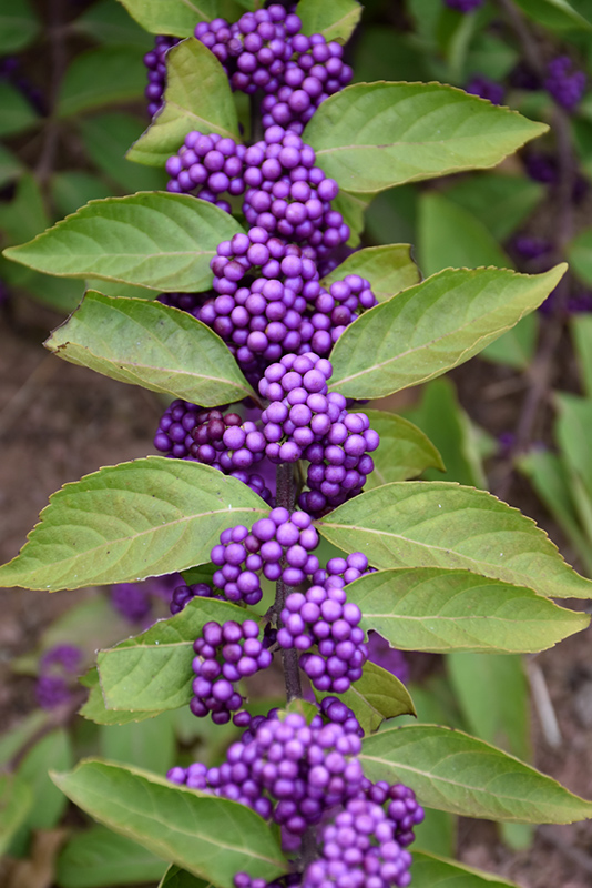 Purple Beautyberry (Callicarpa dichotoma) at Oakland Nurseries Inc
