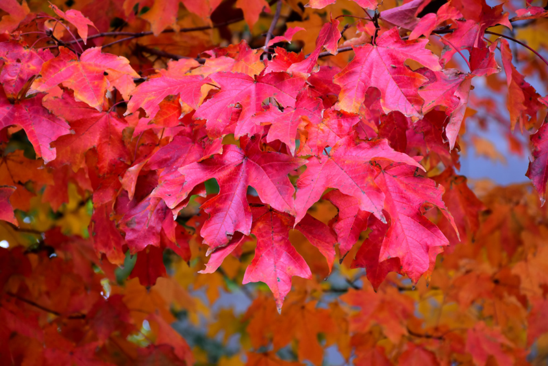 Fall Fiesta Sugar Maple (Acer saccharum 'Bailsta') at Oakland Nurseries Inc