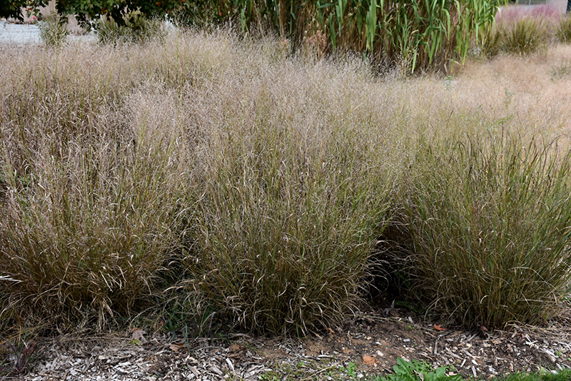 Shenandoah Reed Switch Grass (Panicum virgatum 'Shenandoah') at Oakland Nurseries Inc
