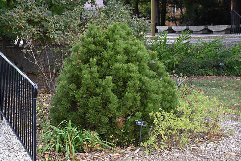 Mint Truffle Bosnian Pine (Pinus heldreichii 'Mint Truffle') at Oakland Nurseries Inc