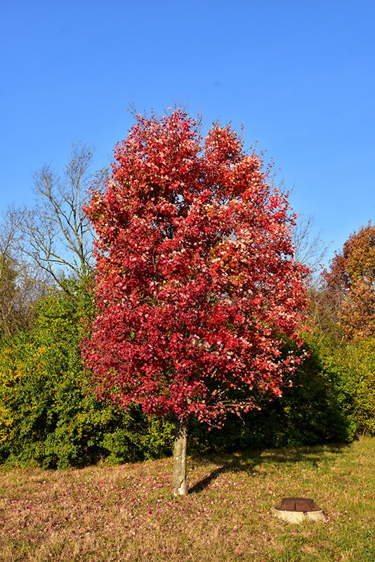 Autumn Flame Red Maple (Acer rubrum 'Autumn Flame') at Oakland Nurseries Inc