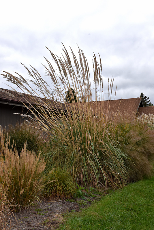 Ravenna Grass (Erianthus ravennae) at Oakland Nurseries Inc