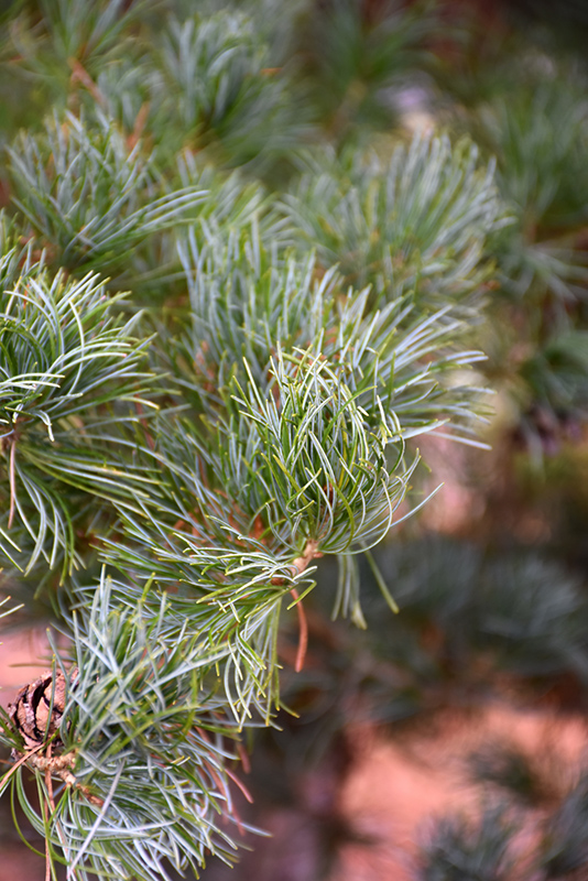 Blue Japanese Pine (Pinus parviflora 'Glauca') at Oakland Nurseries Inc
