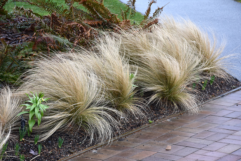 Mexican Feather Grass (Nassella tenuissima) at Oakland Nurseries Inc