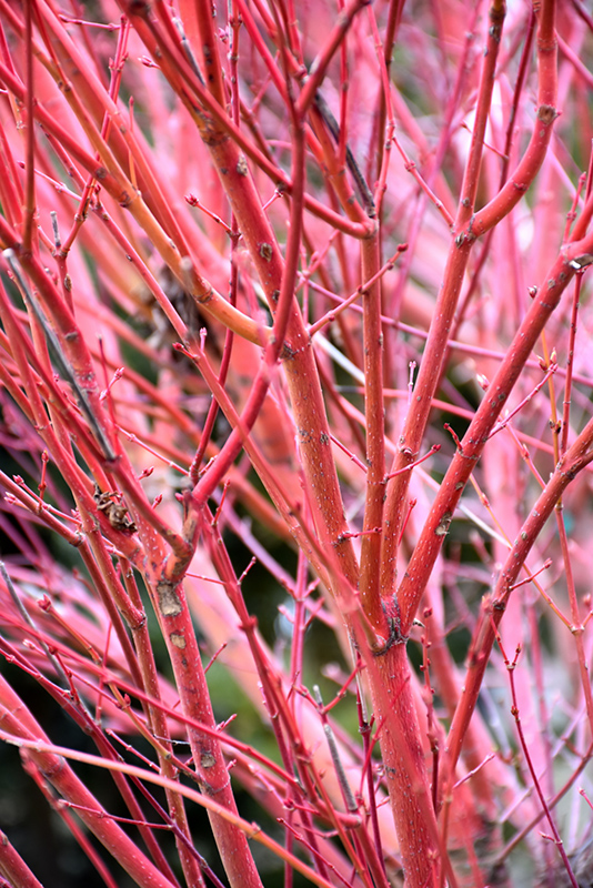 Coral Bark Japanese Maple (Acer palmatum 'Sango Kaku') at Oakland Nurseries Inc
