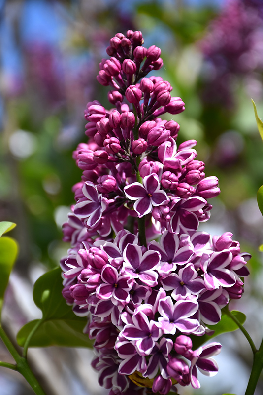 Sensation Lilac (Syringa vulgaris 'Sensation') at Oakland Nurseries Inc
