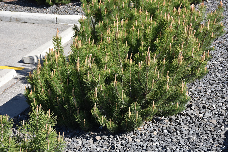 Dwarf Mugo Pine (Pinus mugo var. pumilio) at Oakland Nurseries Inc
