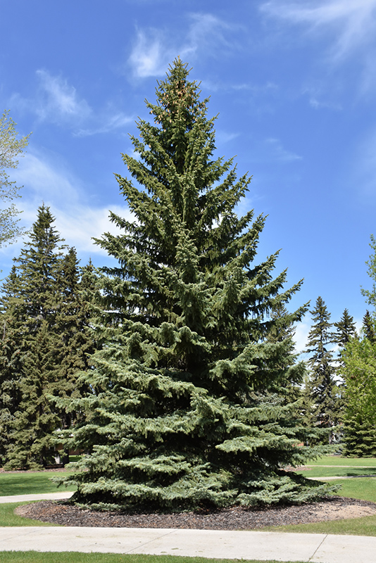 Blue Colorado Spruce (Picea pungens 'var. glauca') at Oakland Nurseries Inc