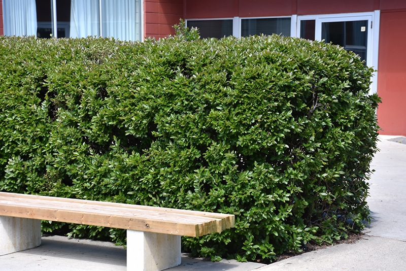 Hedge Cotoneaster (Cotoneaster lucidus) at Oakland Nurseries Inc