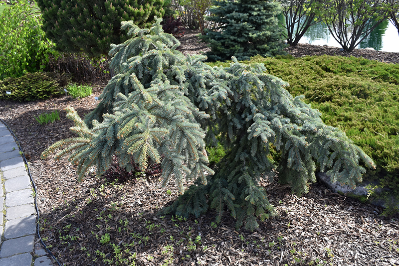 Weeping Blue Spruce (Picea pungens 'Pendula') at Oakland Nurseries Inc