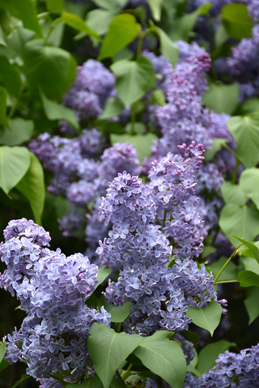 Wedgewood Blue Lilac (Syringa vulgaris 'Wedgewood Blue') at Oakland Nurseries Inc