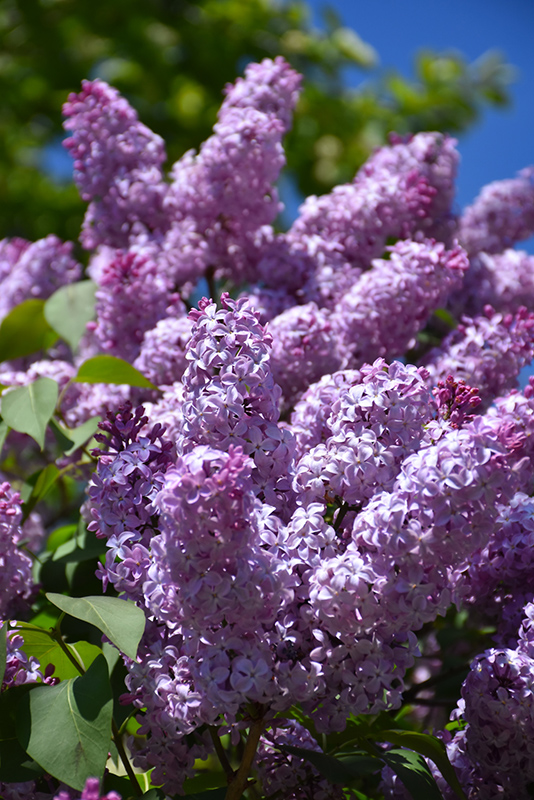 Common Lilac (Syringa vulgaris) at Oakland Nurseries Inc