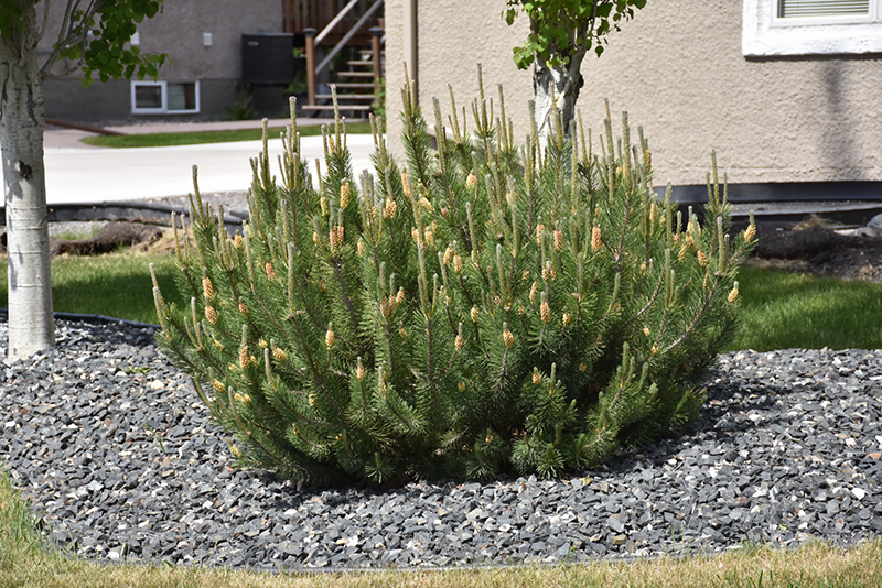 Mugo Pine (Pinus mugo) at Oakland Nurseries Inc
