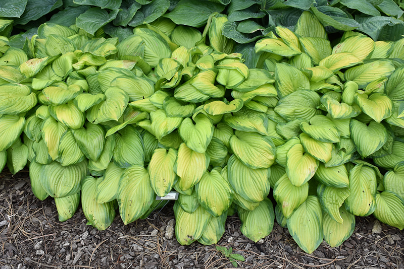 Stained Glass Hosta (Hosta 'Stained Glass') at Oakland Nurseries Inc