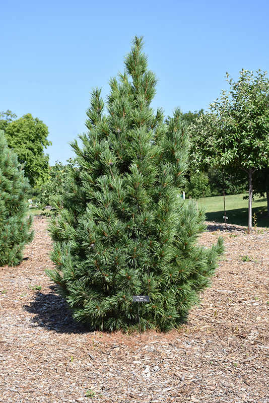 Chalet Swiss Stone Pine (Pinus cembra 'Chalet') at Oakland Nurseries Inc