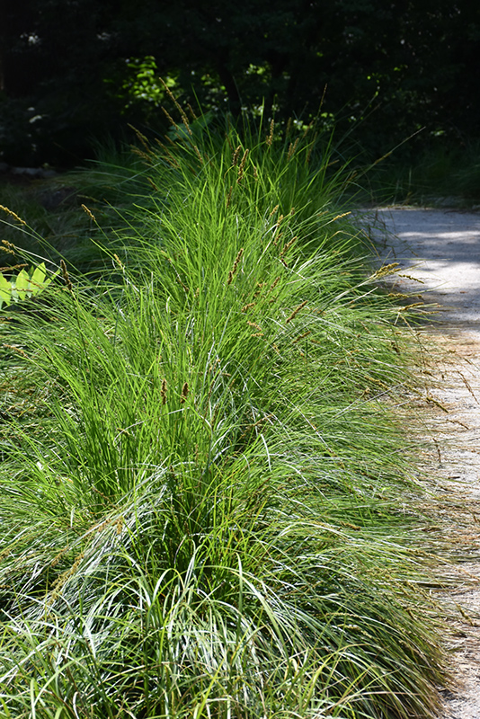 Autumn Moor Grass (Sesleria autumnalis) at Oakland Nurseries Inc