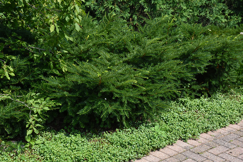 Green Wave Yew (Taxus x media 'Green Wave') at Oakland Nurseries Inc