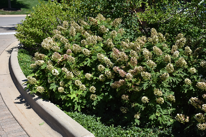 Snow Queen Hydrangea (Hydrangea quercifolia 'Snow Queen') at Oakland Nurseries Inc