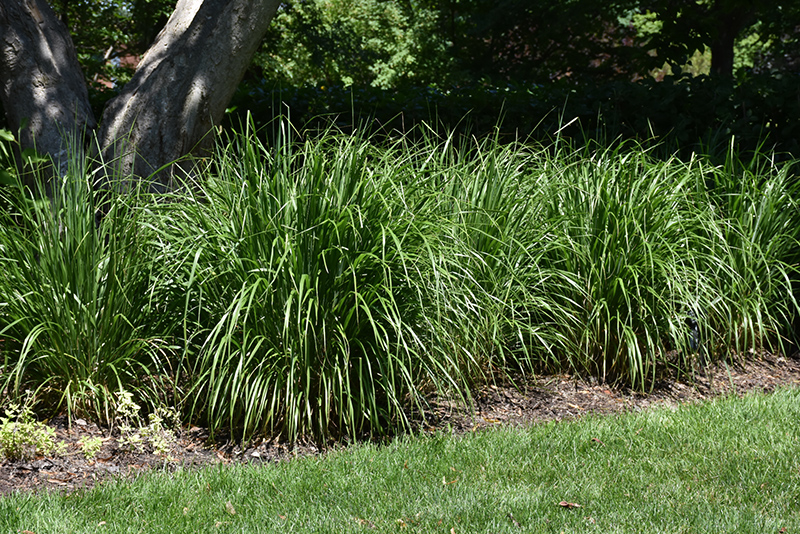 Korean Reed Grass (Calamagrostis brachytricha) at Oakland Nurseries Inc