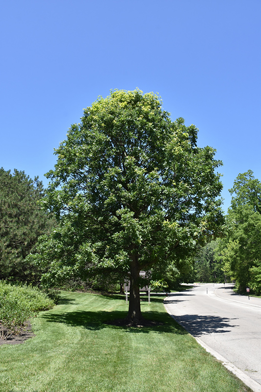 Bur Oak (Quercus macrocarpa) at Oakland Nurseries Inc