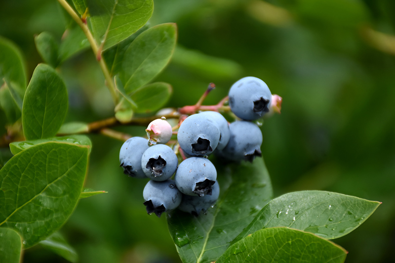 Northcountry Blueberry (Vaccinium 'Northcountry') at Oakland Nurseries Inc