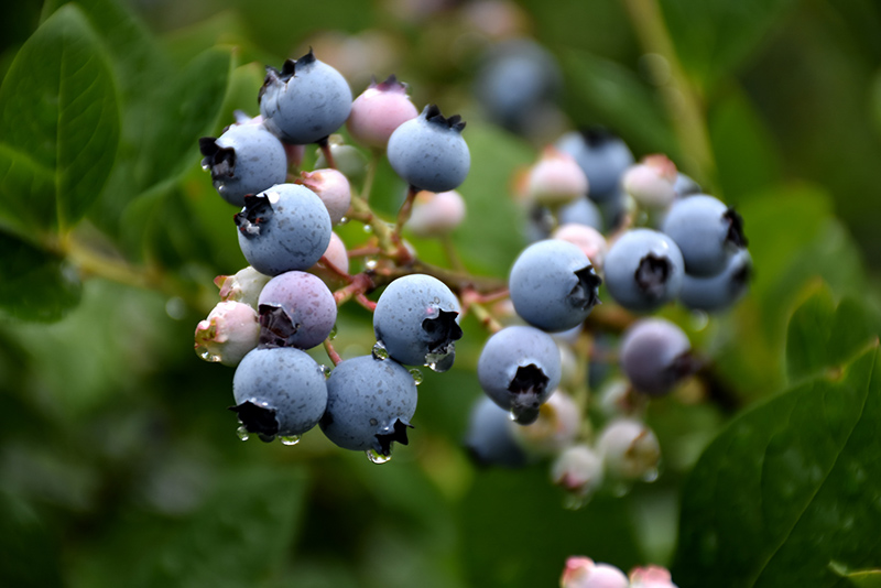 Bluecrop Blueberry (Vaccinium corymbosum 'Bluecrop') at Oakland Nurseries Inc