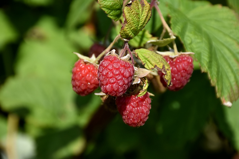 Encore Raspberry (Rubus 'Encore') at Oakland Nurseries Inc