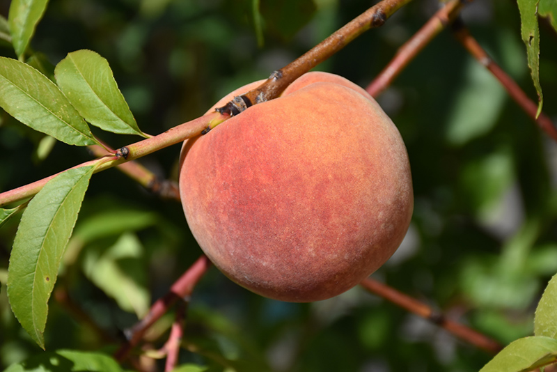 Redhaven Peach (Prunus persica 'Redhaven') at Oakland Nurseries Inc