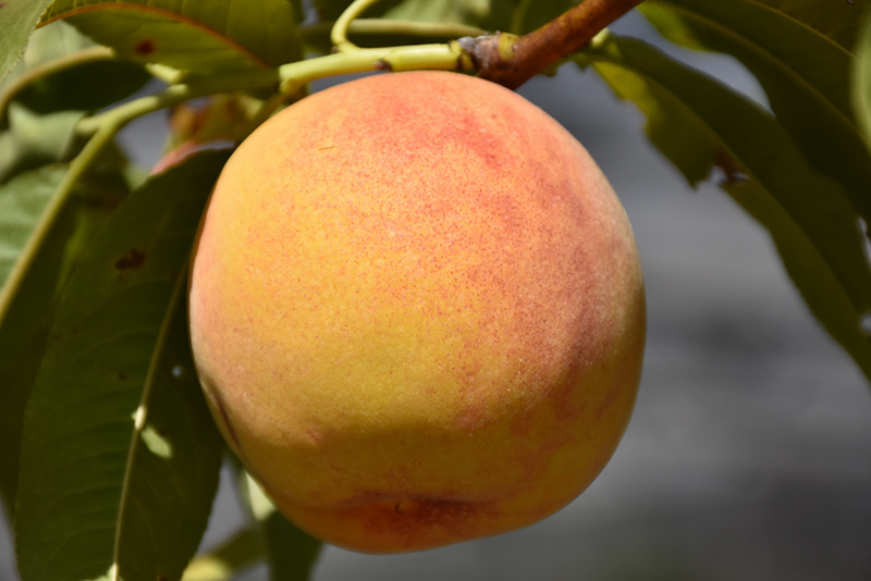 Reliance Peach (Prunus persica 'Reliance') at Oakland Nurseries Inc