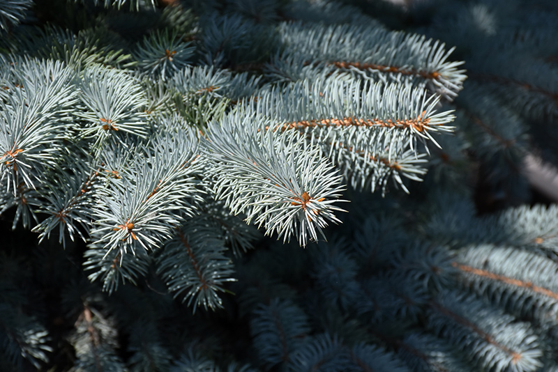 Baby Blue Blue Spruce (Picea pungens 'Baby Blue') at Oakland Nurseries Inc