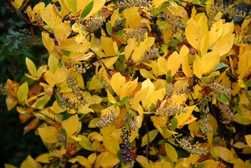 Vanilla Spice Summersweet (Clethra alnifolia 'Caleb') at Oakland Nurseries Inc