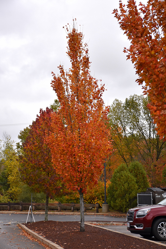 Armstrong Gold Maple (Acer x freemanii 'Armstrong Gold') at Oakland Nurseries Inc