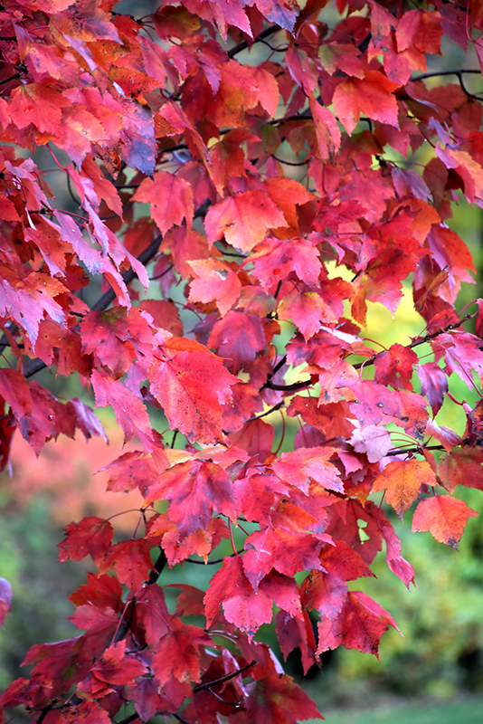 Red Maple (Acer rubrum) at Oakland Nurseries Inc