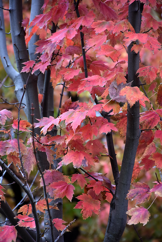 Autumn Spire Red Maple (Acer rubrum 'Autumn Spire') at Oakland Nurseries Inc