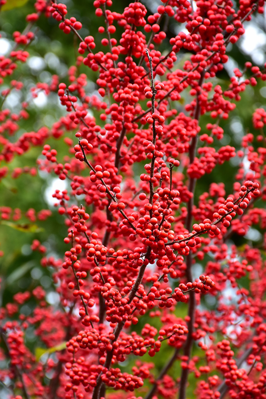 Winter Red Winterberry (Ilex verticillata 'Winter Red') at Oakland Nurseries Inc