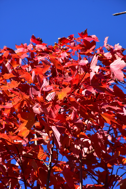 October Glory Red Maple (Acer rubrum 'October Glory') at Oakland Nurseries Inc