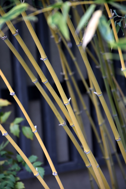 Bisset's Bamboo (Phyllostachys bissetii) at Oakland Nurseries Inc