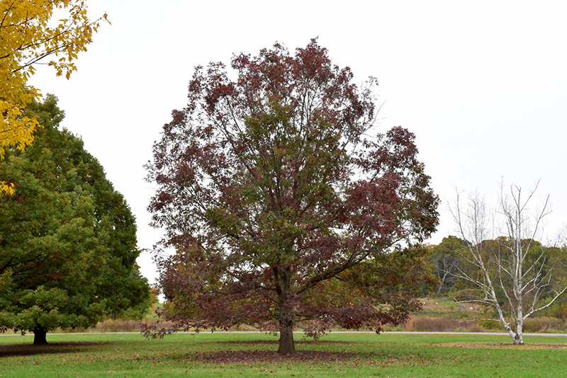 White Oak (Quercus alba) at Oakland Nurseries Inc