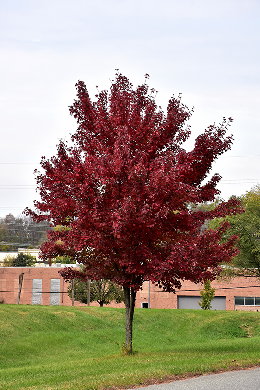 Brandywine Red Maple (Acer rubrum 'Brandywine') at Oakland Nurseries Inc