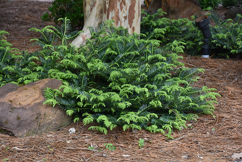 Prostrate Japanese Plum Yew (Cephalotaxus harringtonia 'Prostrata') at Oakland Nurseries Inc