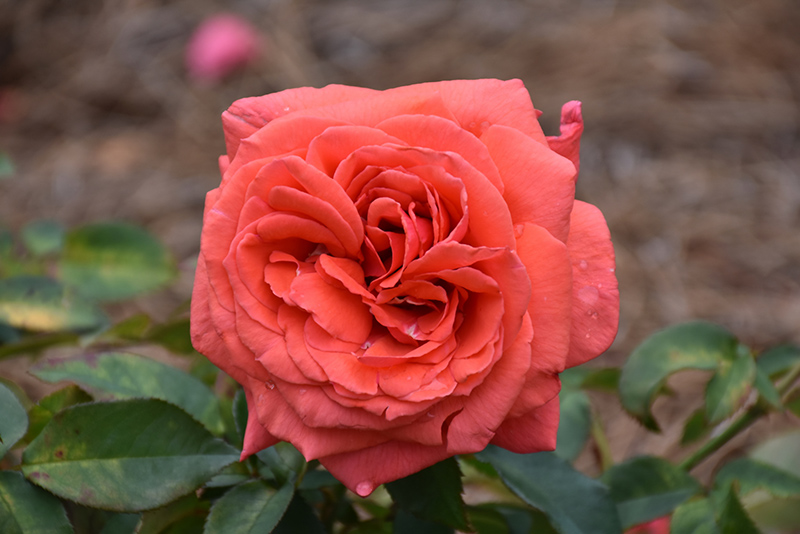 Fragrant Cloud Rose (Rosa 'Fragrant Cloud') at Oakland Nurseries Inc
