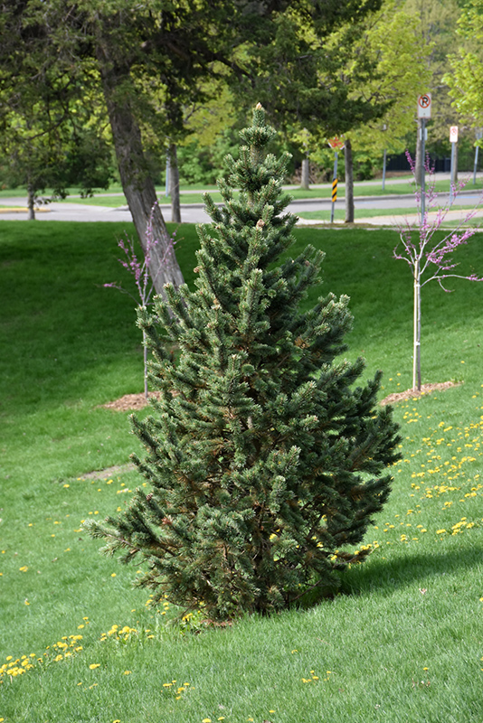 Formal Form Bristlecone Pine (Pinus aristata 'Formal Form') at Oakland Nurseries Inc