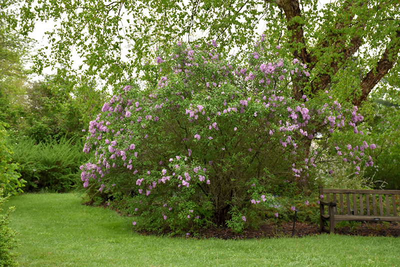 Persian Lilac (Syringa x persica) at Oakland Nurseries Inc