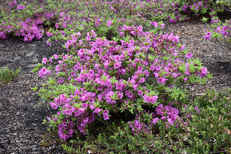 Herbert Azalea (Rhododendron 'Herbert') at Oakland Nurseries Inc