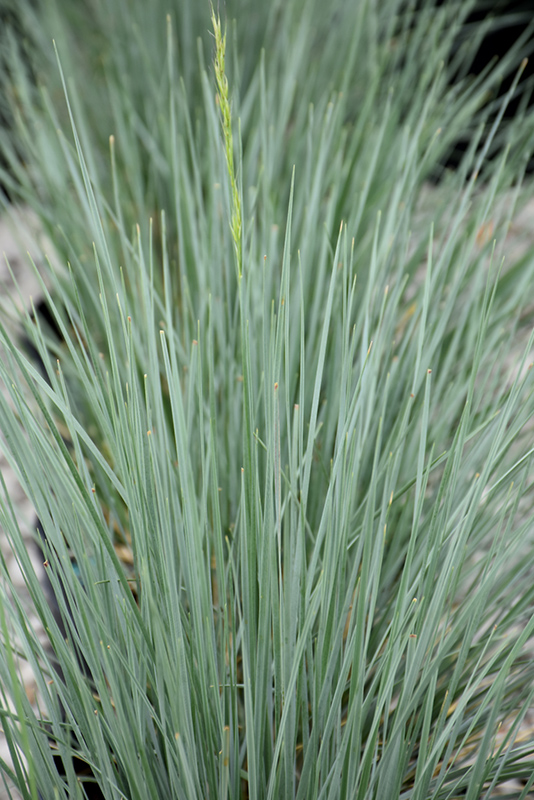 Sapphire Blue Oat Grass (Helictotrichon sempervirens 'Sapphire') at Oakland Nurseries Inc
